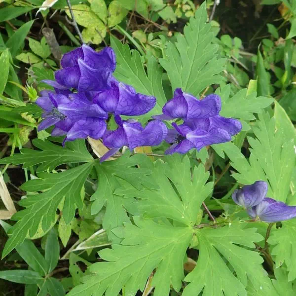 ホソバトリカブト