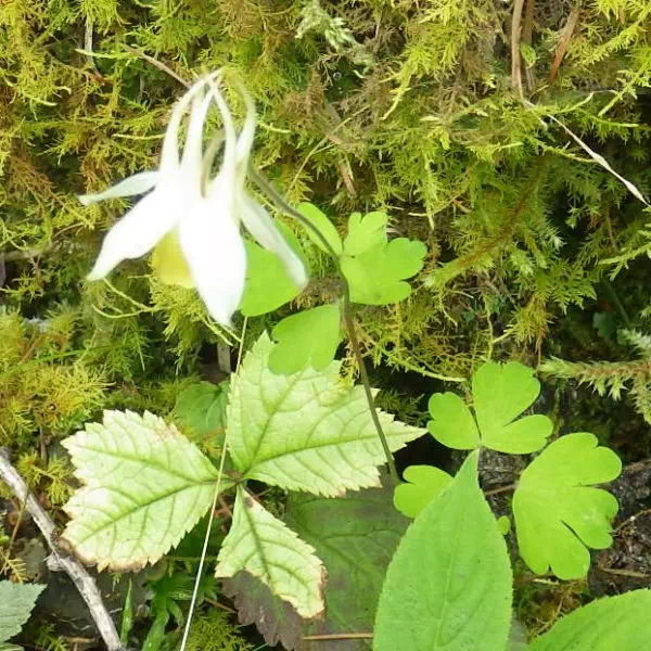 キバナノヤマオダマキ