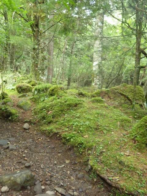 苔むした登山道