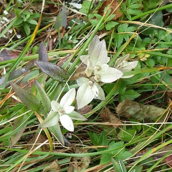 ミネウスユキソウ