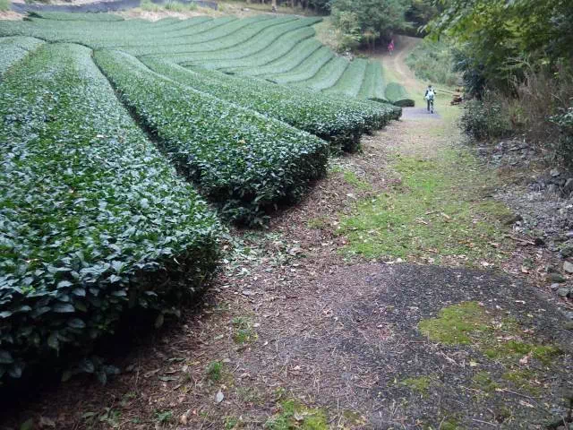 茶畑