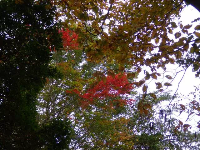 紅葉
