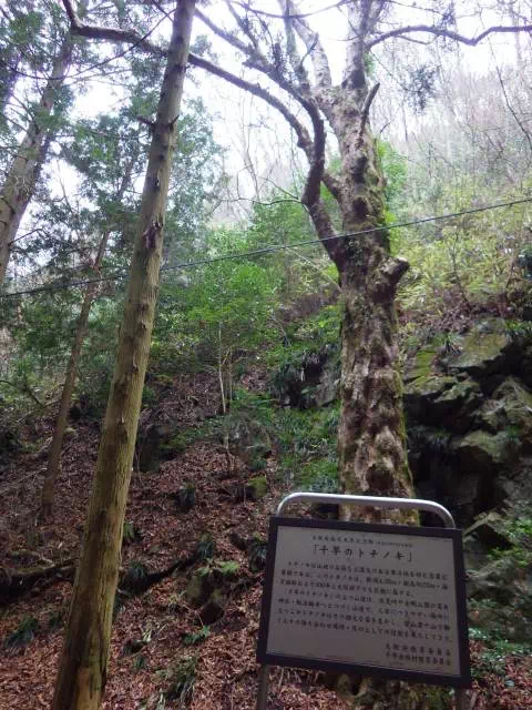 千早のトチの木