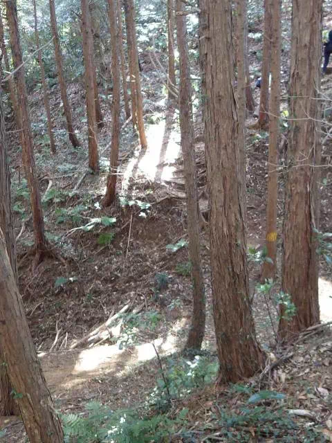 杉林の下り