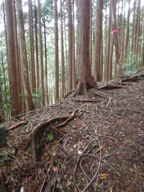 杉林登り