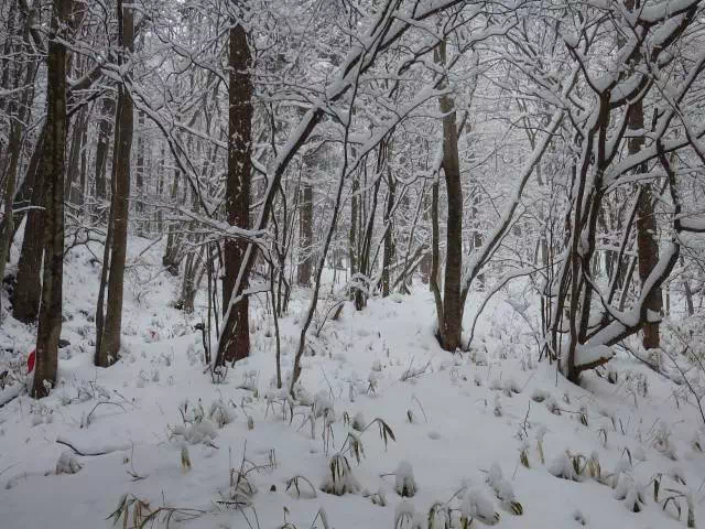 雪景色
