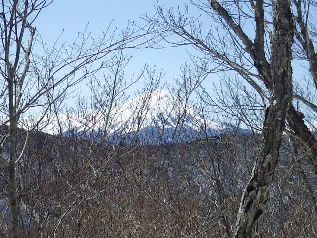 樹間の富士山
