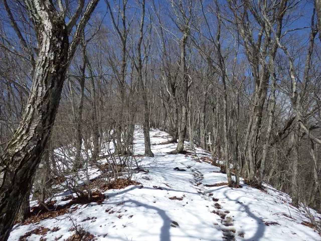 尾根の緩い登り
