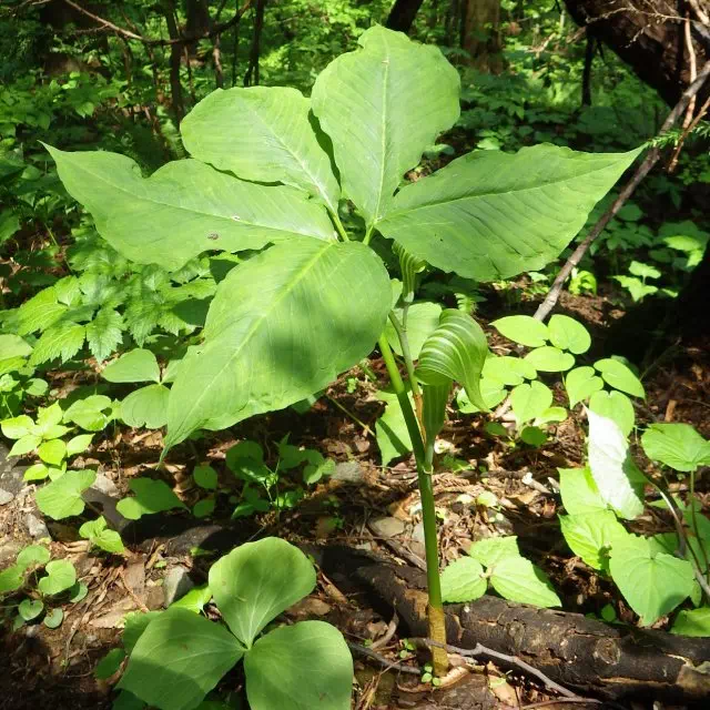 ヒロハテンナンショウ