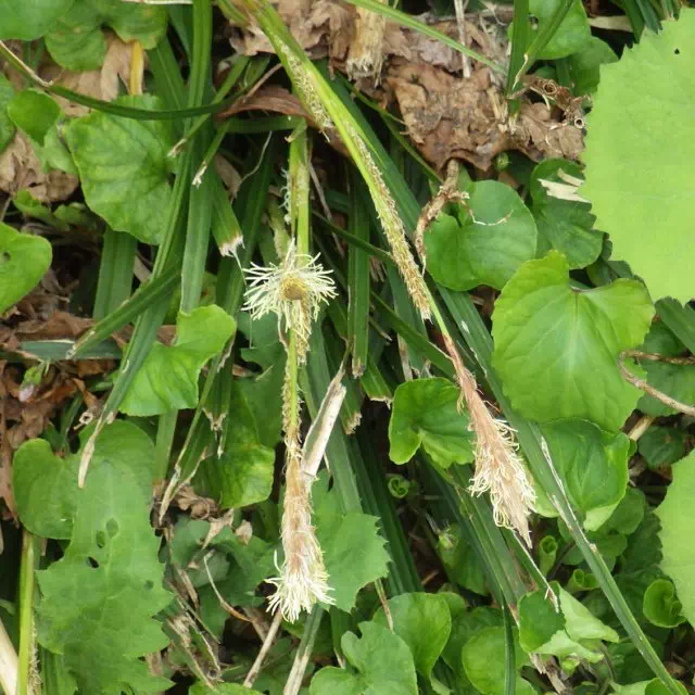 カンスゲ カンスゲ