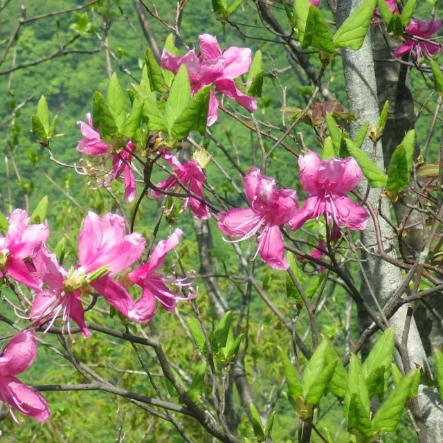 ムラサキヤシオ