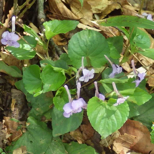 ナガハシスミレ ナガハシスミレ