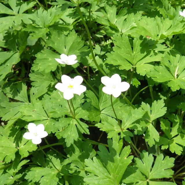 ニリンソウ ニリンソウ