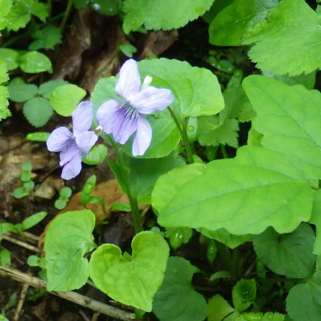 オオタチツボスミレ