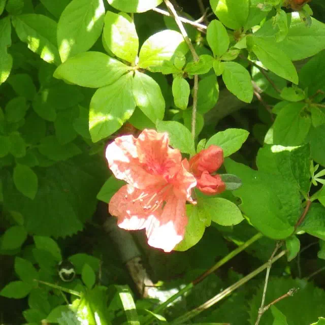 レンゲツツジ レンゲツツジ