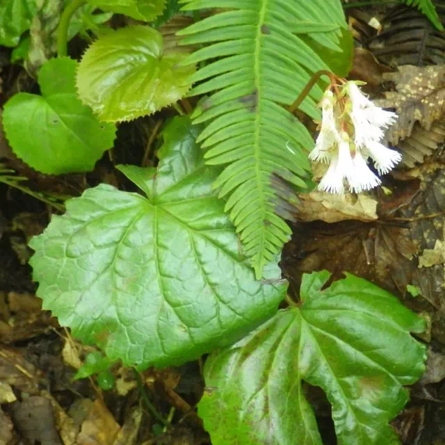 シロバナイワカガミ シロバナイワカガミ