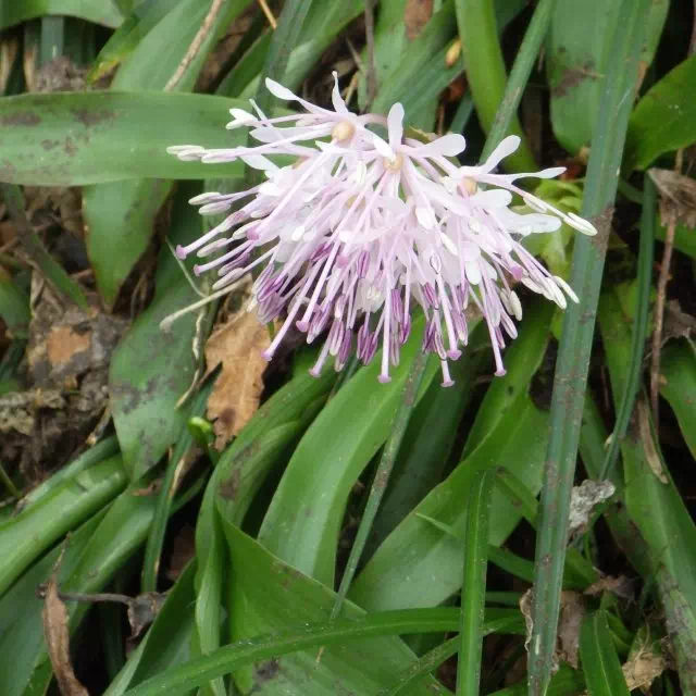 ショウジョウバカマ ショウジョウバカマ