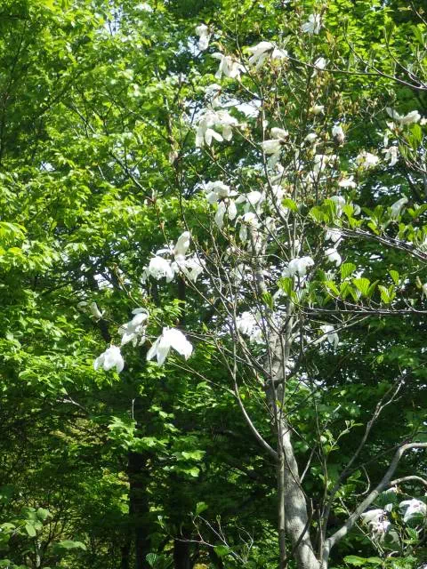 タムシバ タムシバ