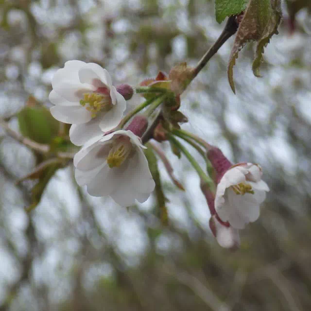 ヤマザクラ ヤマザクラ