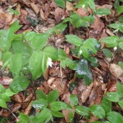 チゴユリ チゴユリ