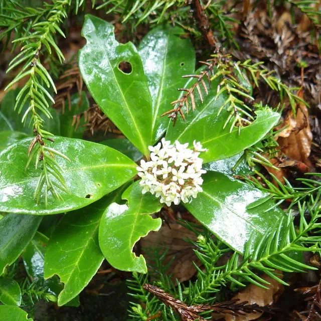 ハイミヤマシキミ ハイミヤマシキミ