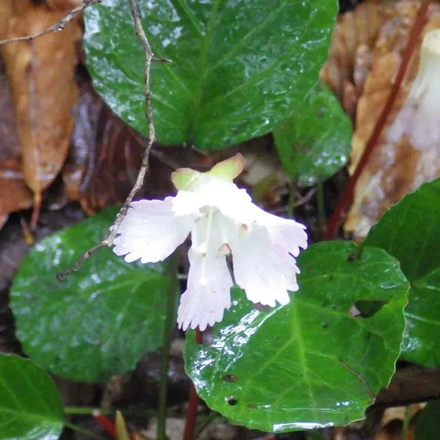 イワウチワ イワウチワ