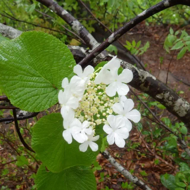 ムシカリ ムシカリ