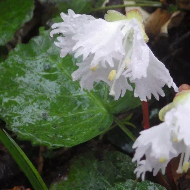 シロバナイワカガミ