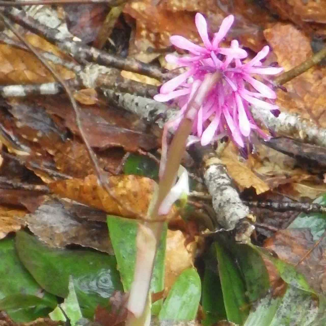 ショウジョウバカマ