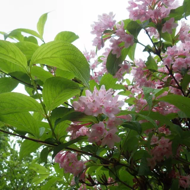 タニウツギ タニウツギ