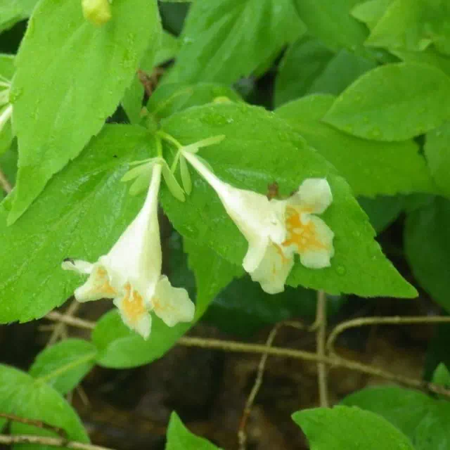 ツクバネウツギ ツクバネウツギ