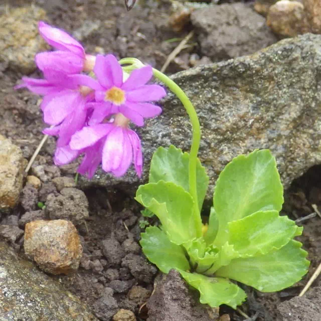 ミチノクコザクラ