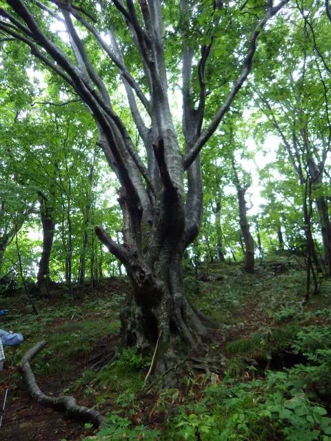 ブナ大木 ブナ大木
