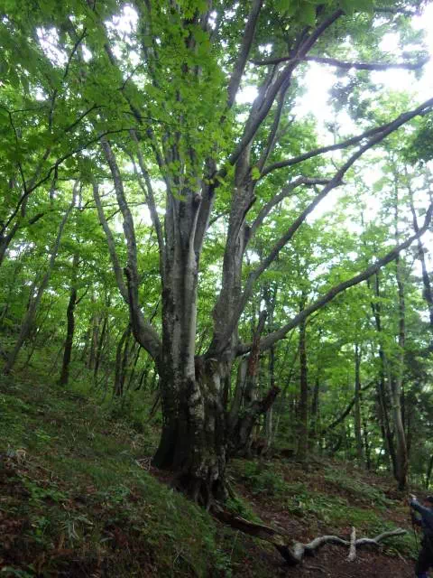 ブナ大木 ブナ大木