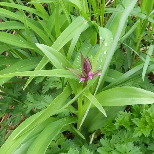 ハクサンチドリ