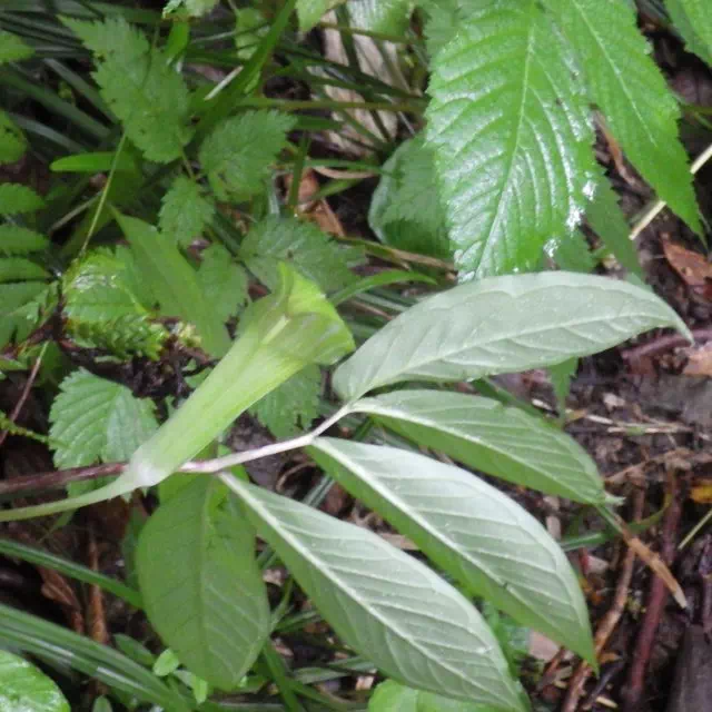 コウライテンナンショウ コウライテンナンショウ