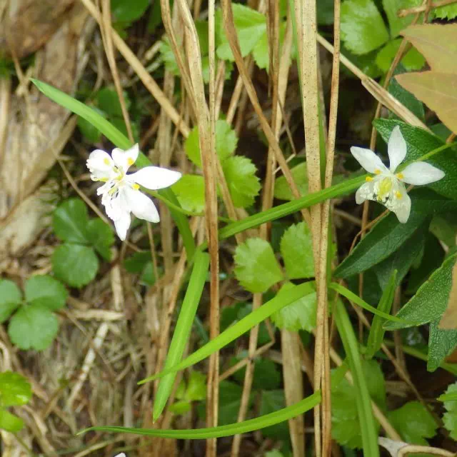 ミツバオウレン