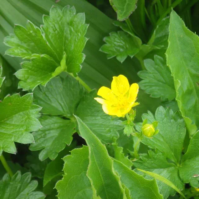 ミヤマキンバイ