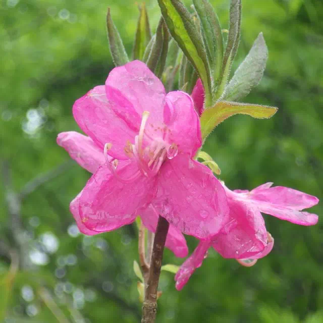 ムラサキヤシオ