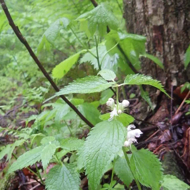 オドリコソウ オドリコソウ