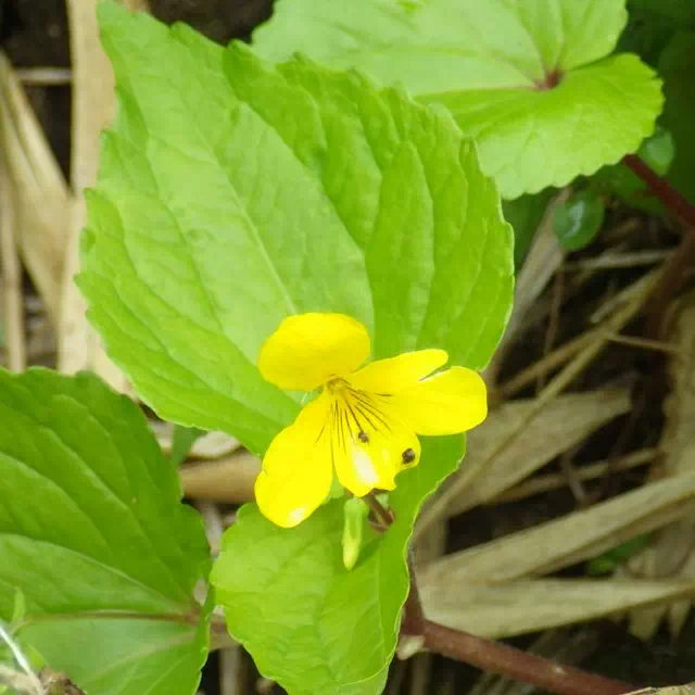 オオバキスミレ オオバキスミレ