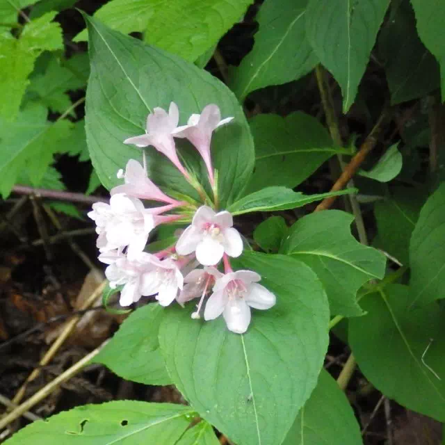 タニウツギ タニウツギ