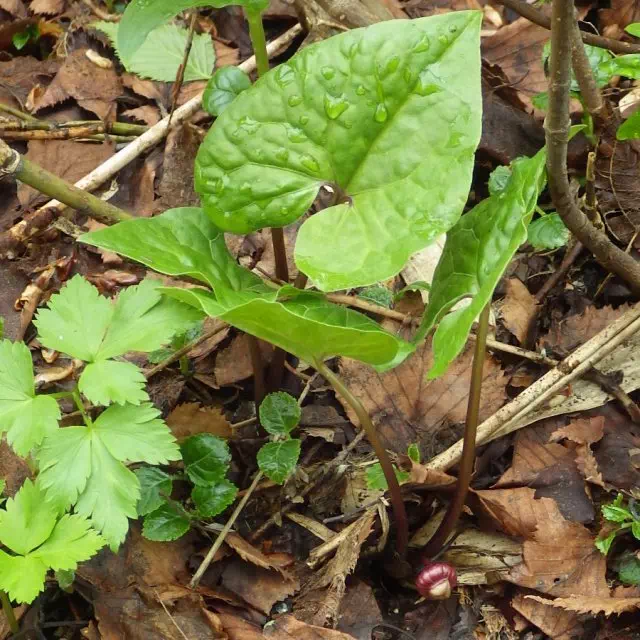 ウスバサイシン