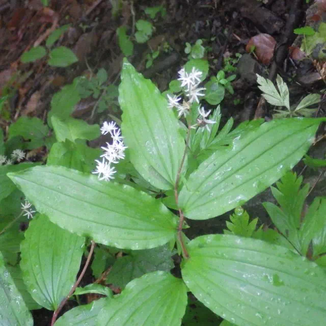 ユキザサ ユキザサ