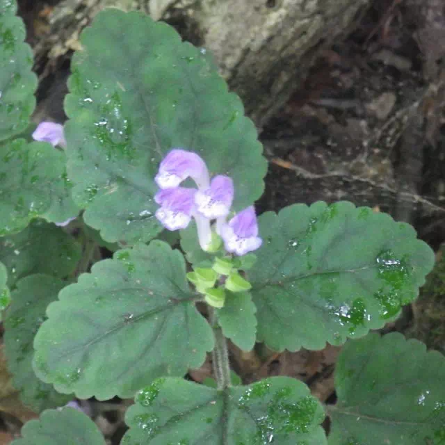 トウゴクシソバタツナミ