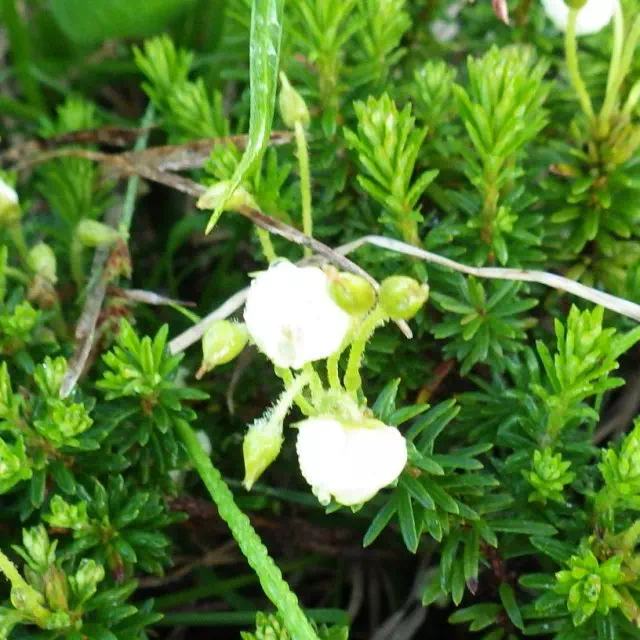 アオノツガザクラ