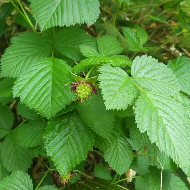 ベニバナイチゴ