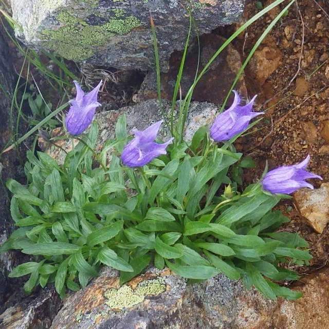 チシマギキョウ