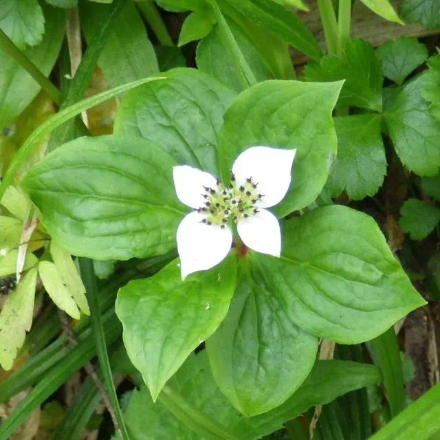 ゴゼンタチバナ