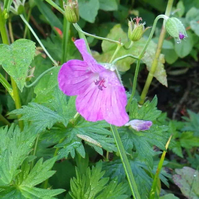 ハクサンフウロ